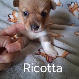 Ricotta - Red female Pembroke Welsh Corgi puppy in Kingman, Kansas from Tiny Titans K9