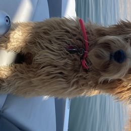 Indie - Goldendoodle