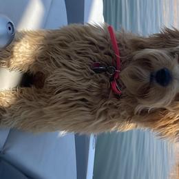 Indie - Goldendoodle
