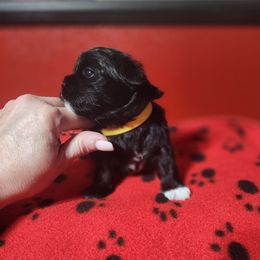 Pixie - Black and white female Shichon puppy in Imperial, Missouri from Shichon Teddybear  puppies of Miss