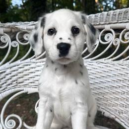 Mia - LUA long coat - White and black female Dalmatian puppy in Jefferson, Georgia from Spotted Jewels Dalmatians