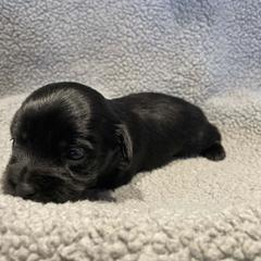 Purple baby boy - Black and white male Shorkie puppy in Chipley, Florida from Relentless Homestead