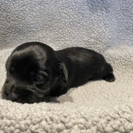 Purple baby boy - Black and white male Shorkie puppy in Chipley, Florida from Relentless Homestead