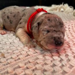 Fuscia - Mantle merle female Great Dane puppy in Liberty, New York from Catskills Greatest Danes