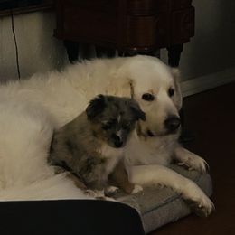 Miniature Australian Shepherd and Toy Australian Shepherd Puppies from Hochatown Awesome Aussies