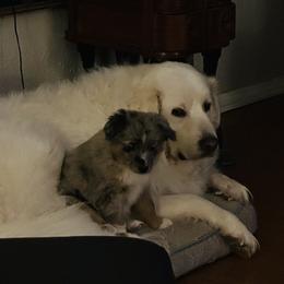Miniature Australian Shepherd and Toy Australian Shepherd Puppies from Hochatown Awesome Aussies
