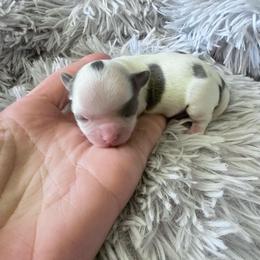 Ester - blue spotted white female - Blue and white female Chihuahua puppy in Laurel, Mississippi from Home of Tiny Chihuahuas