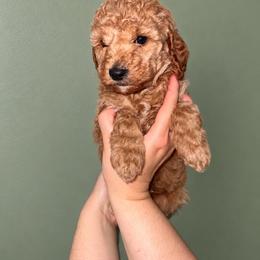 Draco - Green Collar Boy - Cream male Goldendoodle puppy in Yakima, Washington from HoneyPaw Doodles