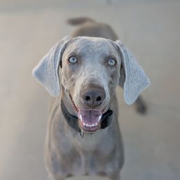 Zoey - Weimaraner