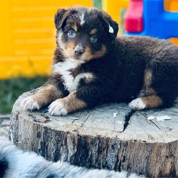 Ash - Red tri male Miniature Australian Shepherd puppy in Hempstead, Texas from Young Gun Aussies