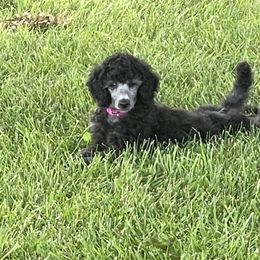 Girly - Silver Poodle puppy in Saint Joseph, Missouri from Ad Astra Performance Poodles