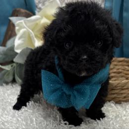 Atticus - Black male Poodle puppy in West Plains, Missouri from Puppies-4U
