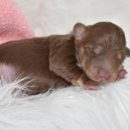 Choc and cream girl 1 - Chocolate and cream female Dachshund puppy in Seminary, Mississippi from Down South Mavericks Dachshunds