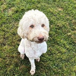 Biscuit - Goldendoodle