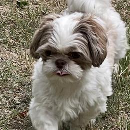 Dachshunds, Shihpoos, and Shih Tzus from London’s puppies