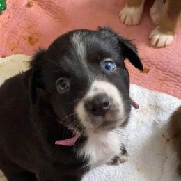 Australian Shepherd Puppies from Kent island Aussies