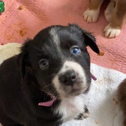 Australian Shepherd Puppies from Kent island Aussies