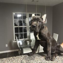 Simone Biles - Black female Cane Corso puppy in Beech Island, South Carolina from Relic Cane Corso