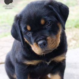 Rottweiler Puppies from Galaxia Rottweilers