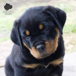 Rottweiler Puppies from Galaxia Rottweilers