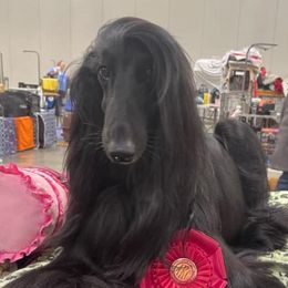 Afghan Hounds from Pamela Winkelmeier