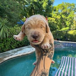 Boy 3 - Apricot female Goldendoodle puppy in La Verne, California from Marshall Goldendoodles