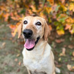 Daisy - Labrador Retriever