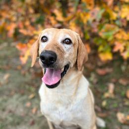 Daisy - Labrador Retriever
