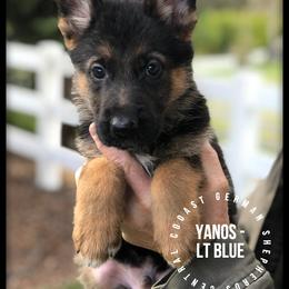 German Shepherd Puppies from Central Coast German Shepherds