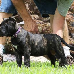 Purple Collar - Tiger female Perro de Presa Canario puppy in Pocahontas, Illinois from Cabeza Grande Kennel