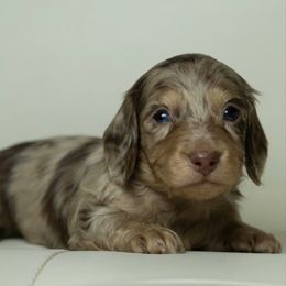 Boy 2 - Dapple male Dachshund puppy in Memphis, Tennessee from Lone River Dachshunds