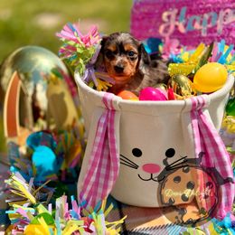 Dachshund Puppies from Doxi Delights
