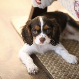 "Chocolate Tri" Cavalier King Charles Spaniel Puppies from West Coast Cavaliers