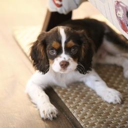 "Chocolate Tri" Cavalier King Charles Spaniel Puppies from West Coast Cavaliers