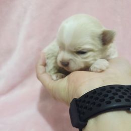 Cream girl long coat - Cream female Chihuahua puppy in Richmond, Virginia from Breens