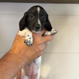 Mattea - Piebald female Dachshund puppy in Farmington, Minnesota from Half Pint Doxies