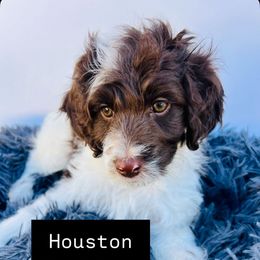 Houston - Brown male Cavapoo puppy in American Fork, Utah from Kym's Cavapoos