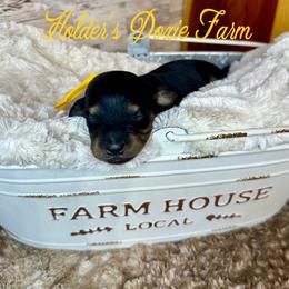 Dexter - Black and cream male Dachshund puppy in Atwood, Oklahoma from Holder’s Doxie Farm