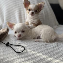 CKC Buttons - Cream male Chihuahua puppy in Brooklyn, New York from Cuties 4 You