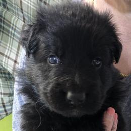 German Shepherd puppies from Schultz's Premium German Shepherds
