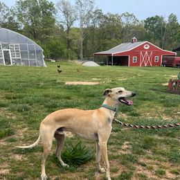 Cisco - Whippet