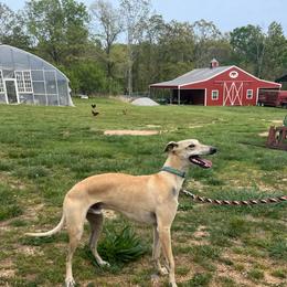 Cisco - Whippet