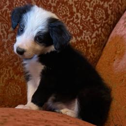 Lilly - Black and white female Border Collie puppy in Cleveland, North Carolina from Morning Glory Farm-border collies/Beyond Brilliant Dog Co.