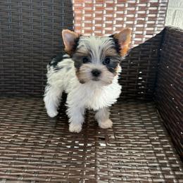 Candi - Parti female Yorkshire Terrier puppy in Florence, Alabama from Yorkies of Forest Creek