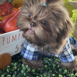 Shih Tzu Puppies from Lavender Lane Tzus