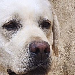 Labrador Retrievers from van Dalen Labradors