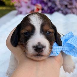 Binx  silky wire  coat - Piebald male Dachshund puppy in Lakeland, Florida from Elite Doxies Florida
