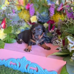 Short hair black and tan - Black and tan male Dachshund puppy in Wills Point, Texas from East Mini Dachshunds Texas