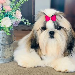 Vada - Shih Tzu