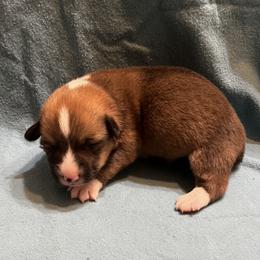 Male 2 - Sable male Pembroke Welsh Corgi puppy in Moundville, Alabama from Cartee Corgis - Debi Cartee Mills